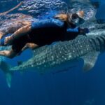 Whale Shark Swimming Adventure from Cancun & Riviera Maya - Seasonal June/Sept - The Value in the Details: Why This Tour Stands Out