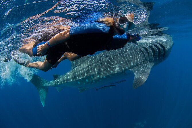 Whale Shark Swimming Adventure from Cancun & Riviera Maya - Seasonal June/Sept - The Value in the Details: Why This Tour Stands Out