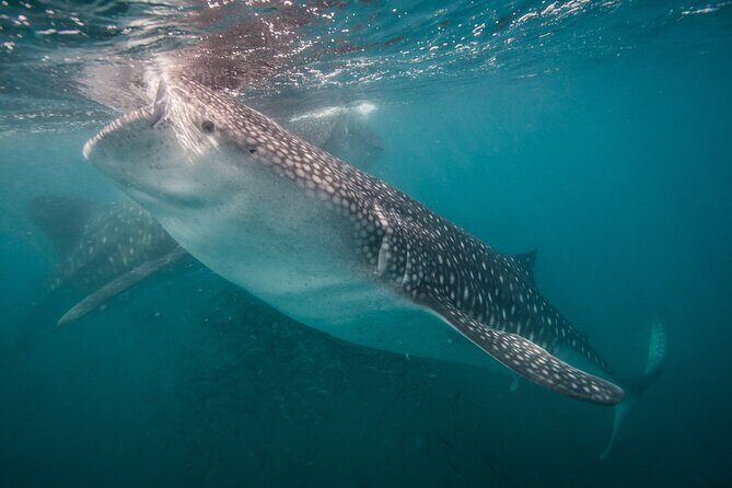Whale Shark Swimming Adventure: Small Group with Marine Biologist - The Guide and Educational Value