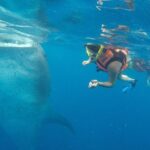 Whale Shark Tour Isla Mujeres - What to Expect from the Tour