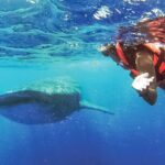 Whale Shark Watching and Snorkeling Experience on Contoy Island - The Experience: Pros and Cons