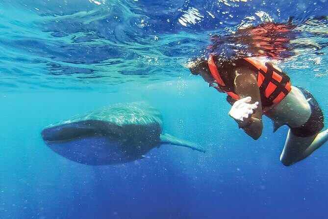 Whale Shark Watching and Snorkeling Experience on Contoy Island - The Experience: Pros and Cons