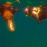 Whale Sharks and Sea Lions Snorkeling Picnic at Balandra Beach - Honest Thoughts & Possible Downsides