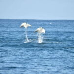 Whale Watch Cabo: Group Whale Watching Tour - FREE photos - Price and Value