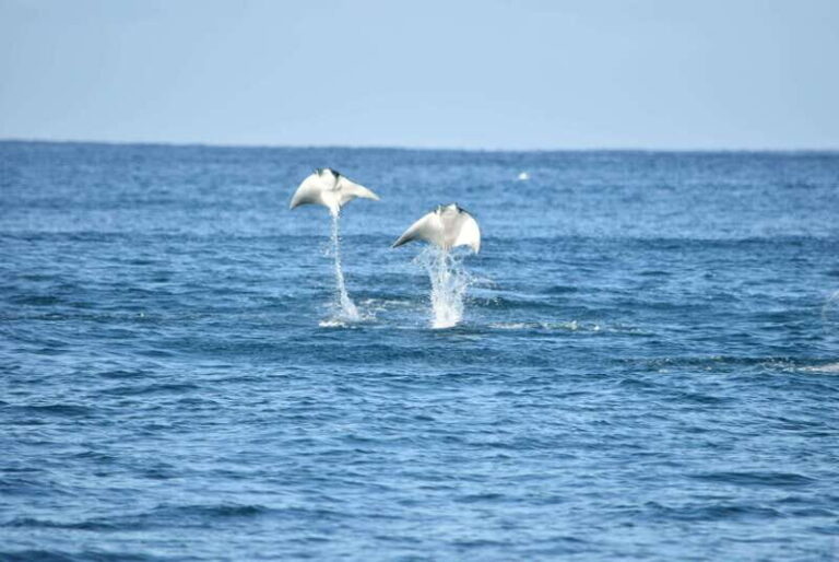 Whale Watch Cabo: Group Whale Watching Tour - FREE photos - Price and Value