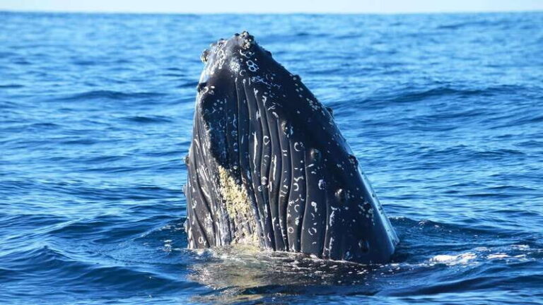 Whale Watch Cabo: Zodiac Whale Adventure - FREE Photos - Who Will Love This Tour?