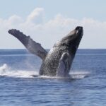 Whale Watch Cruise Aboard The Majestic by Atlantis Cruises - Who Should Think About Booking?
