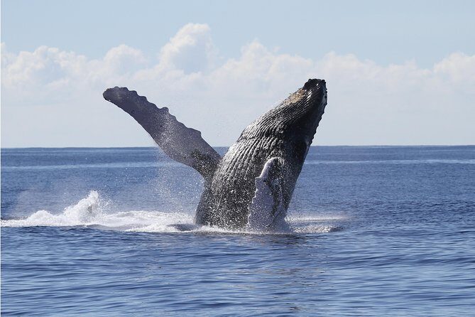 Whale Watch Cruise Aboard The Majestic by Atlantis Cruises - Who Should Think About Booking?
