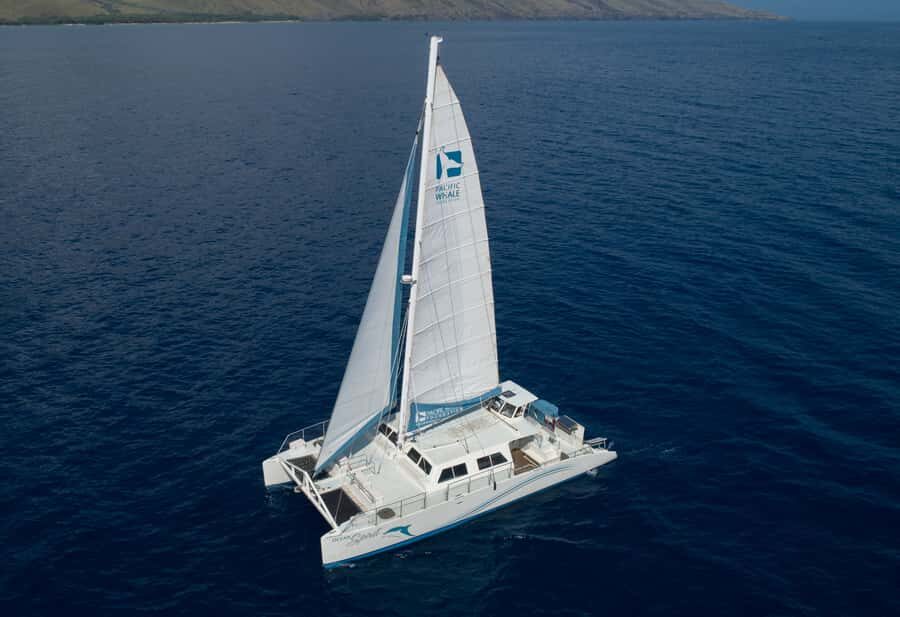 Whale Watch Sail Ma'alaea - What You Can Expect During the Tour