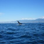 Whale watching 3 hours in Puerto Vallarta - Who Should Consider This Tour?
