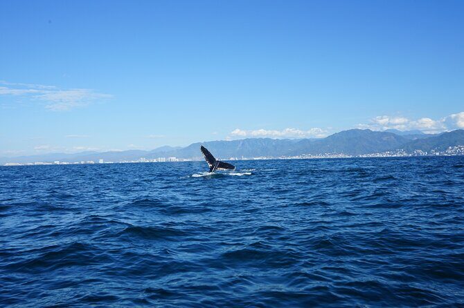 Whale watching 3 hours in Puerto Vallarta - Who Should Consider This Tour?