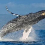 Whale Watching - What Real Travelers Say