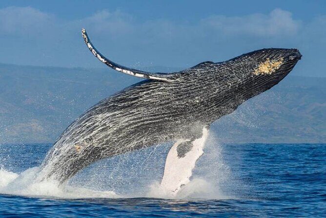 Whale Watching - What Real Travelers Say