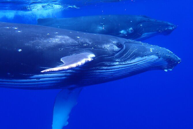 Whale watching 6 people half day - The Real Traveler Perspectives
