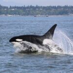 Whale Watching Adventure from Vancouver BC - FAQs