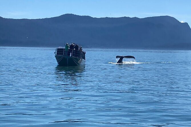 Whale Watching Adventure in Juneau - The Itinerary in Detail