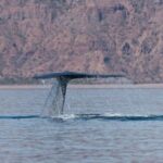 Whale Watching Adventure in Loretos Sea of Cortez - FAQ