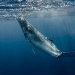 Whale Watching Bora Bora - The Realities of Wildlife Watching