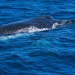 Whale Watching Busselton - Who Should Consider This Tour?