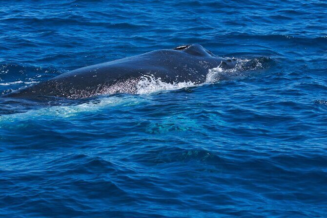 Whale Watching Busselton - Who Should Consider This Tour?