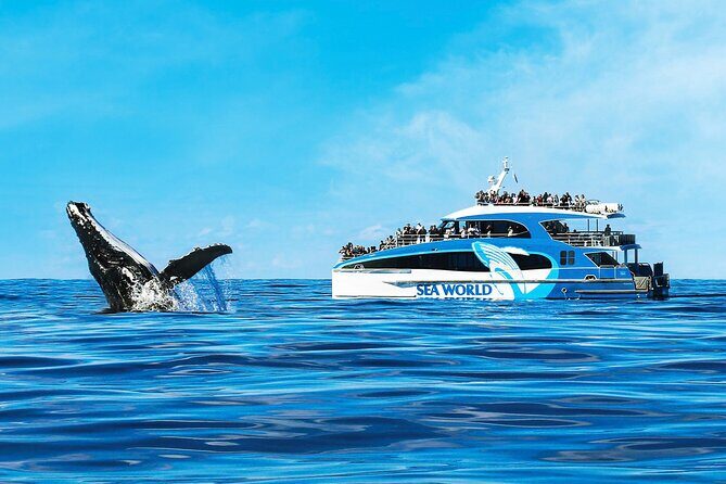 Whale Watching by Sea World Cruises - The Sum Up