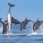 Whale-Watching Cruise from Newport Beach - The Boat and Upgrades