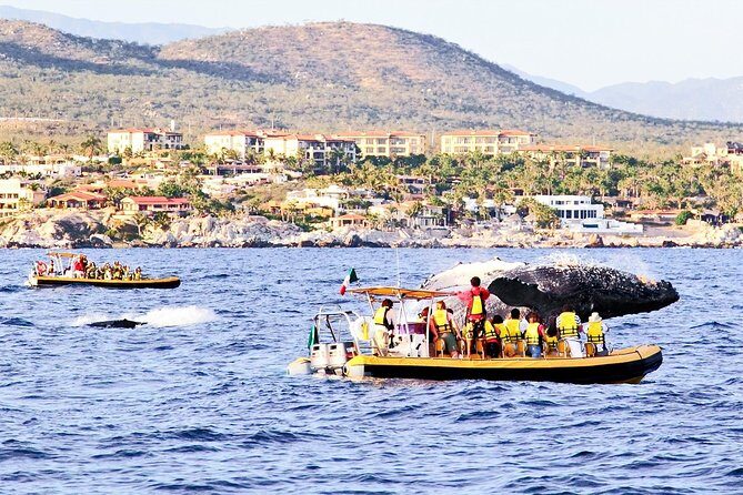 Whale Watching Cruise in Cabos San Lucas and Ground Transportation - The Realities of the Experience