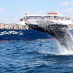 Whale Watching Dinner Cruise in Cabo San Lucas - Practical Details and Tips