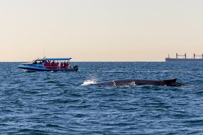 Whale Watching Discovery Tour from Lake Macquarie - The Experience of Watching Whales Up Close