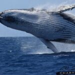 Whale Watching Dunsborough - Final Thoughts