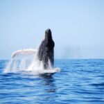 Whale Watching Expedition on Kauai - Why Youll Love This Tour