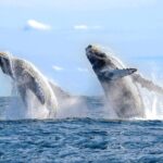 Whale Watching Experience - The Practicalities: Price, Duration, and Value