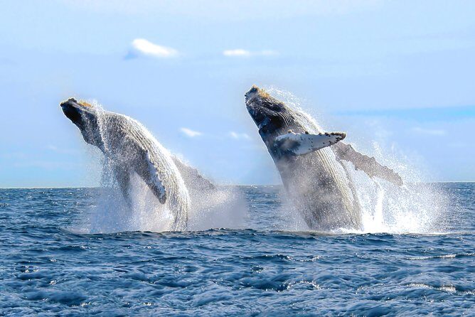 Whale Watching Experience - The Practicalities: Price, Duration, and Value