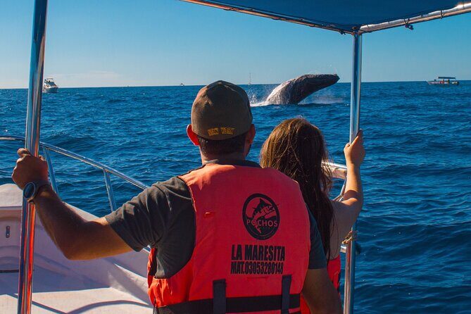 Whale Watching Experience in Cabo San Lucas 2 hours - What Travelers Are Saying