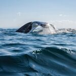 Whale Watching Gold Coast - What to Expect on the Tour