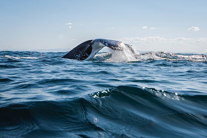 Whale Watching Gold Coast - What to Expect on the Tour