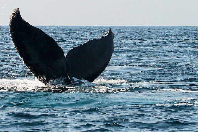 Whale Watching Guaranteed Experience in Puerto Vallarta - The Booking and Meeting Point