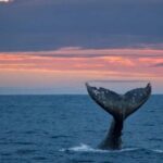 Whale Watching in La Paz  Gray Whale Encounter - The Details That Matter