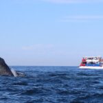 Whale Watching in Puerto Vallarta - The Value and Considerations