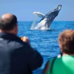 Whale Watching, Kraken Chase and Cabo Arch - FAQs