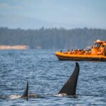 Whale Watching Nanaimo Open Boat Tour - The Experience in Detail