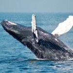 Whale Watching Sail in Honolulu with Open Bar - FAQ