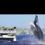 Whale Watching Sunset Tour - Who Is This Tour Best For?