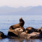 Whale-Watching Tour from Vancouver - Wildlife You Might See