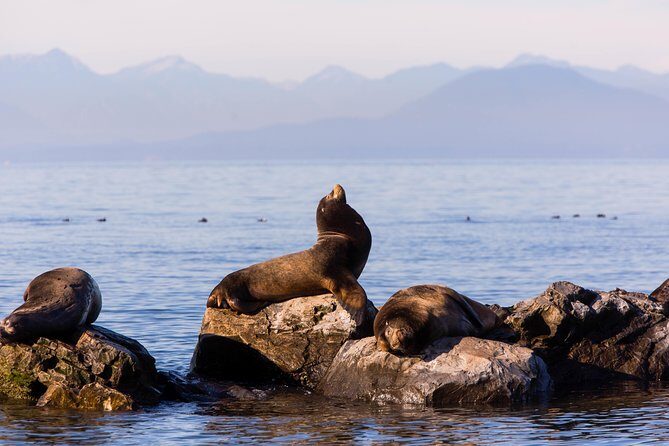 Whale-Watching Tour from Vancouver - Wildlife You Might See