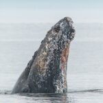 Whale Watching Tour in a Zodiac Boat in Victoria - Who Will Love This Tour?