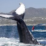 Whale Watching Tour in Glass Bottom Boat (VisitA Cabo) - The Itinerary - Breaking Down the Experience