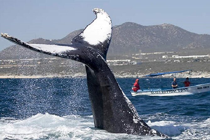 Whale Watching Tour in Glass Bottom Boat (VisitA Cabo) - The Itinerary - Breaking Down the Experience
