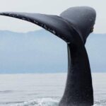 Whale Watching Tour in Puerto Vallarta - The Itinerary Breakdown