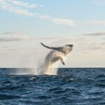 Whale Watching Tour with Arch and Beach in Cabo San Lucas - The Experience in Detail
